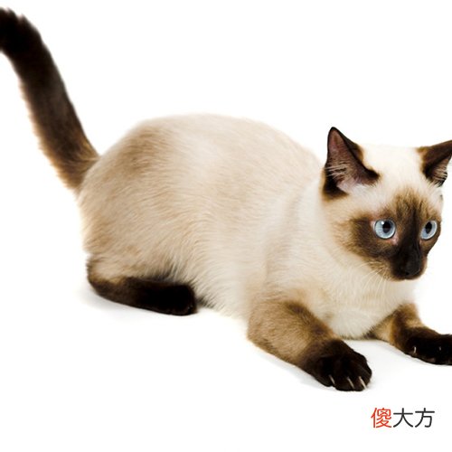 暹罗猫的特点是什么 暹罗猫 特点