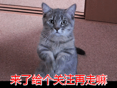 暹罗猫的特点是什么 暹罗猫 特点