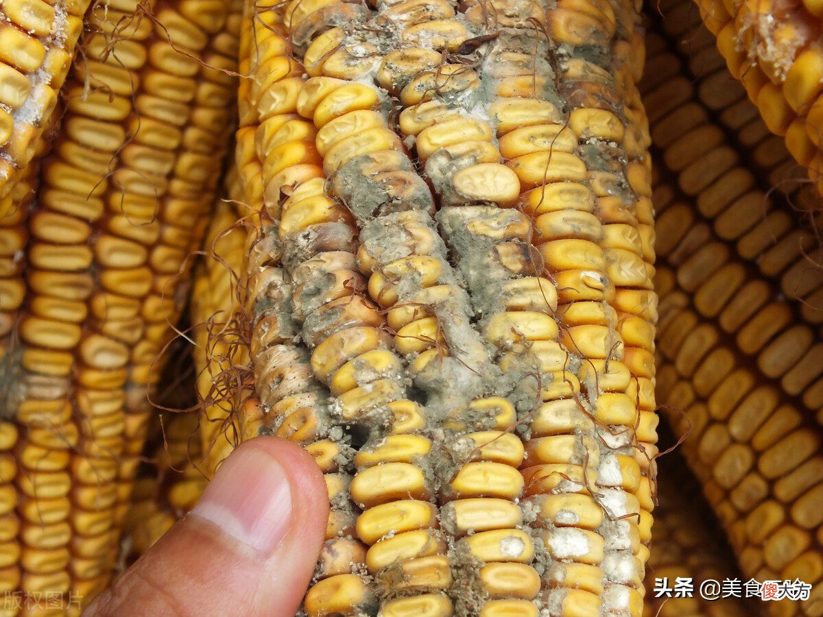 水果玉米是转基因的吗 云南水果玉米是转基因的吗
