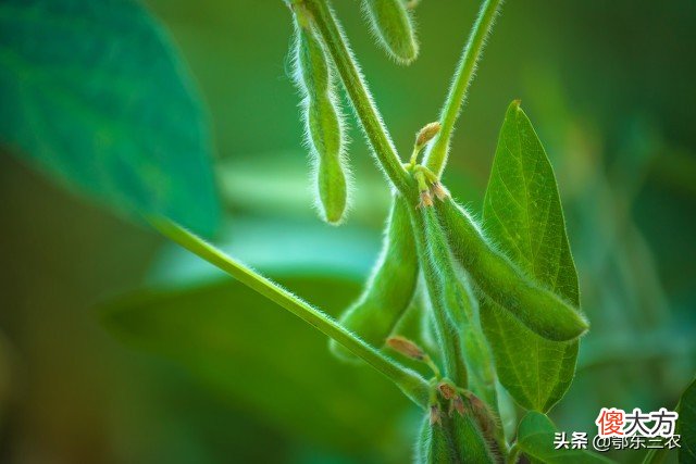 农村转基因黄豆与非转基因黄豆有什么区别 什么是转基因黄豆,什么是非转基因黄豆