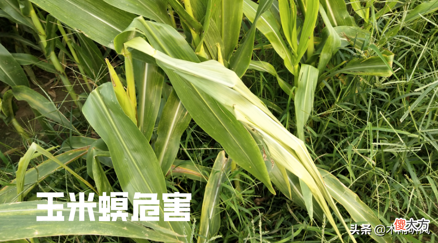 玉米钻心虫的危害 玉米钻心虫的危害症状
