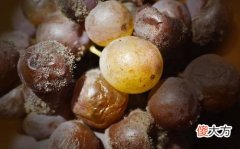 酒标解读 黄色酒标特点