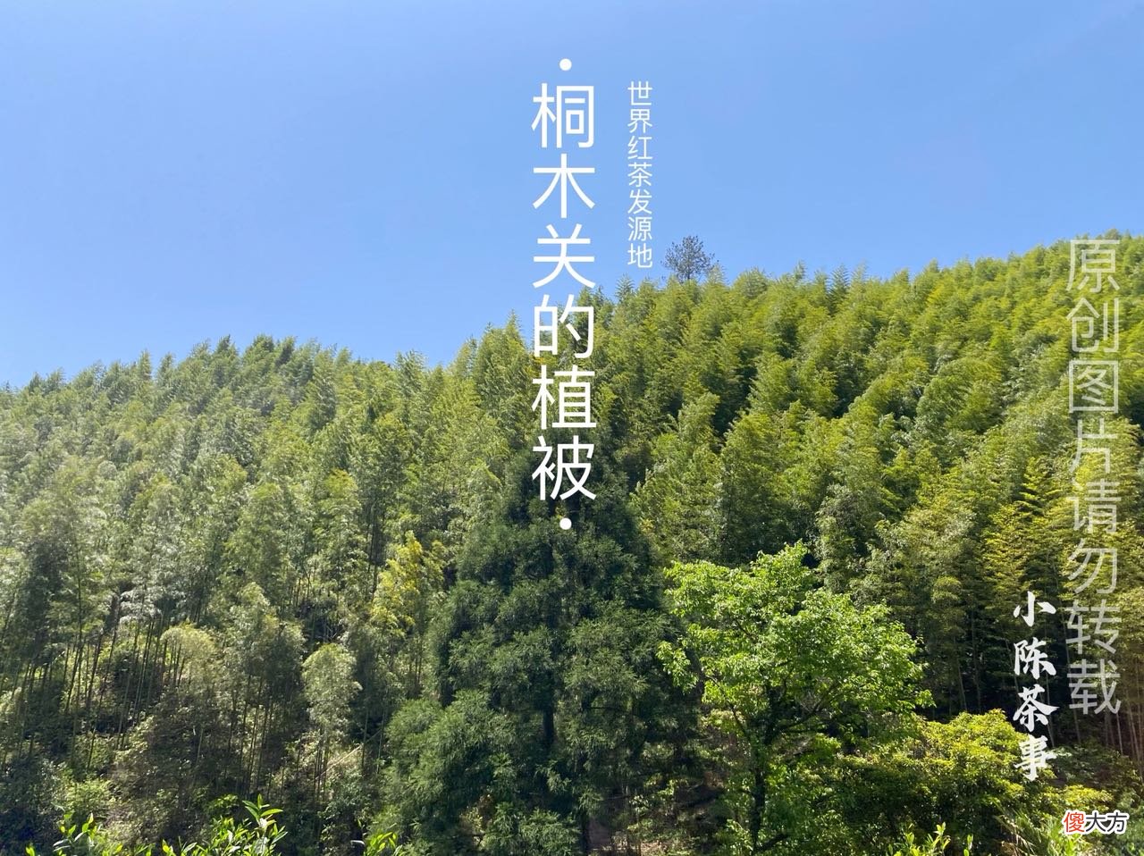 哪种红茶的品质更好 红茶什么样的品质好