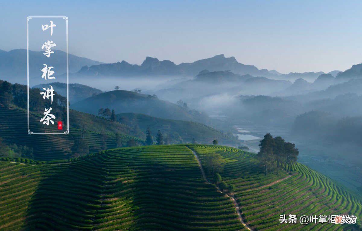 怎么挑选正宗的正山小种 怎么品正山小种