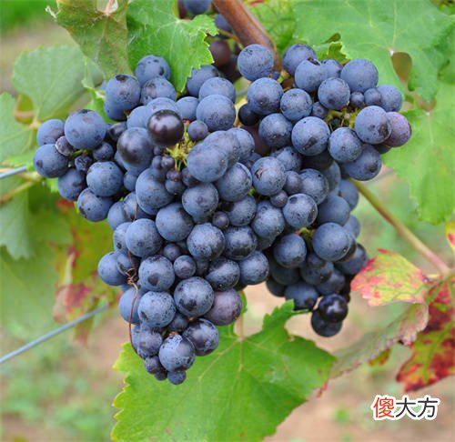 我在卖红酒怎样卖才能赚到钱 红酒生意好做吗,怎么做比较好