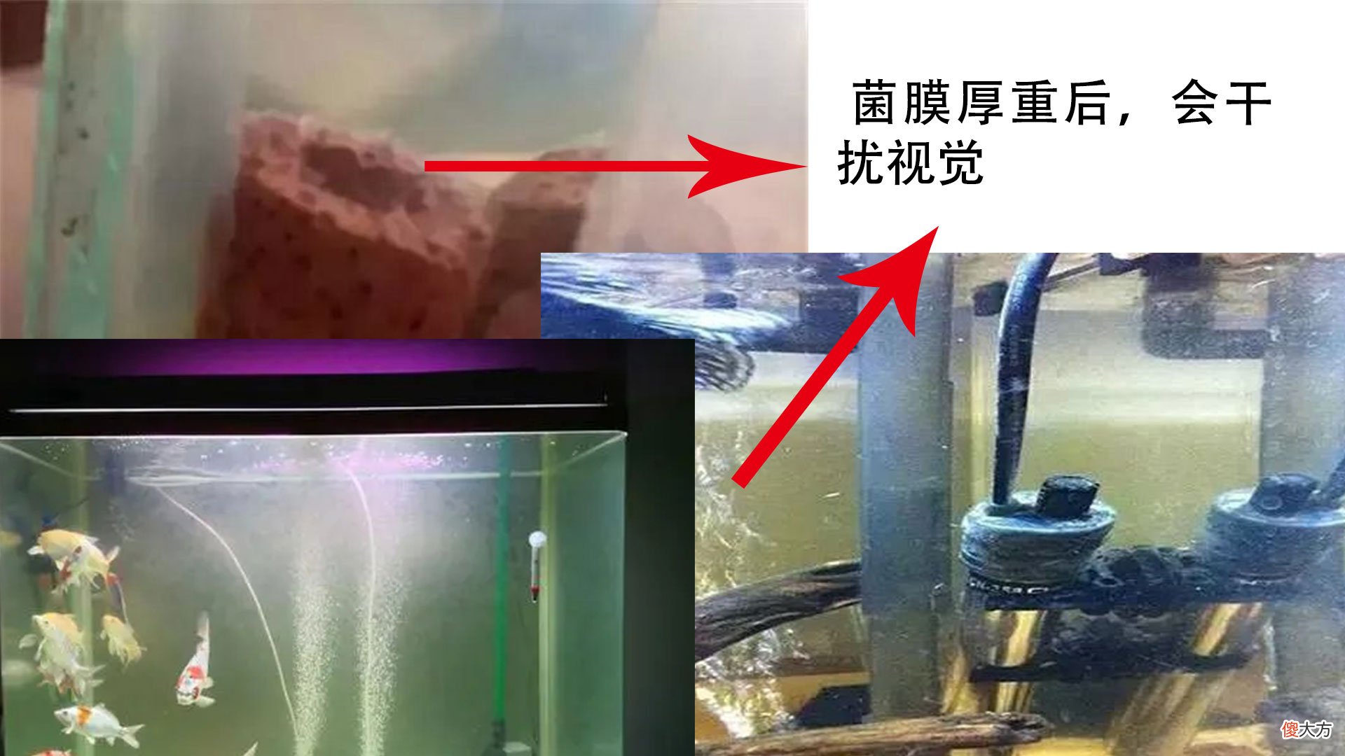 鱼缸水垢怎么处理 鱼缸的水垢用什么办法除去