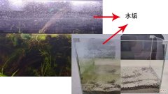 鱼缸水垢怎么处理 鱼缸的水垢用什么办法除去