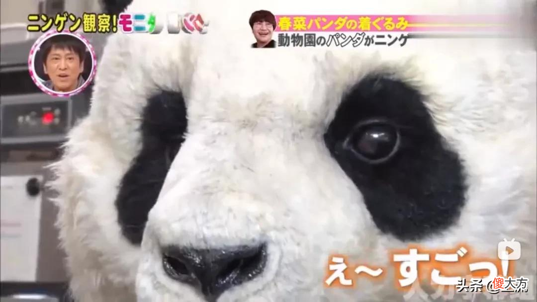 就想问，熊猫或许是什么日本人诱捕器吗？