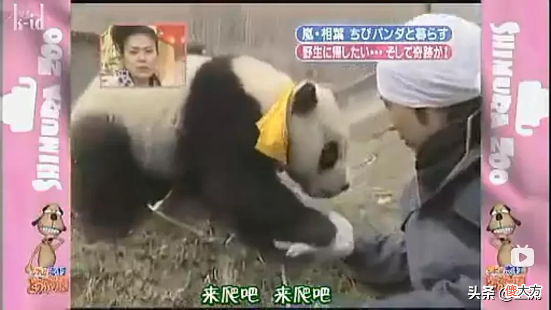 就想问，熊猫或许是什么日本人诱捕器吗？