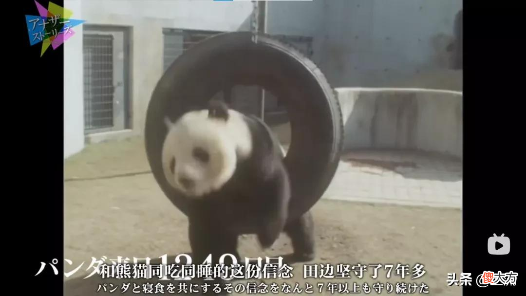 就想问，熊猫或许是什么日本人诱捕器吗？