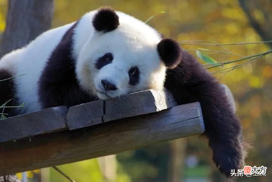 就想问，熊猫或许是什么日本人诱捕器吗？