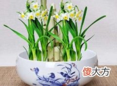 属猪人的风水布局