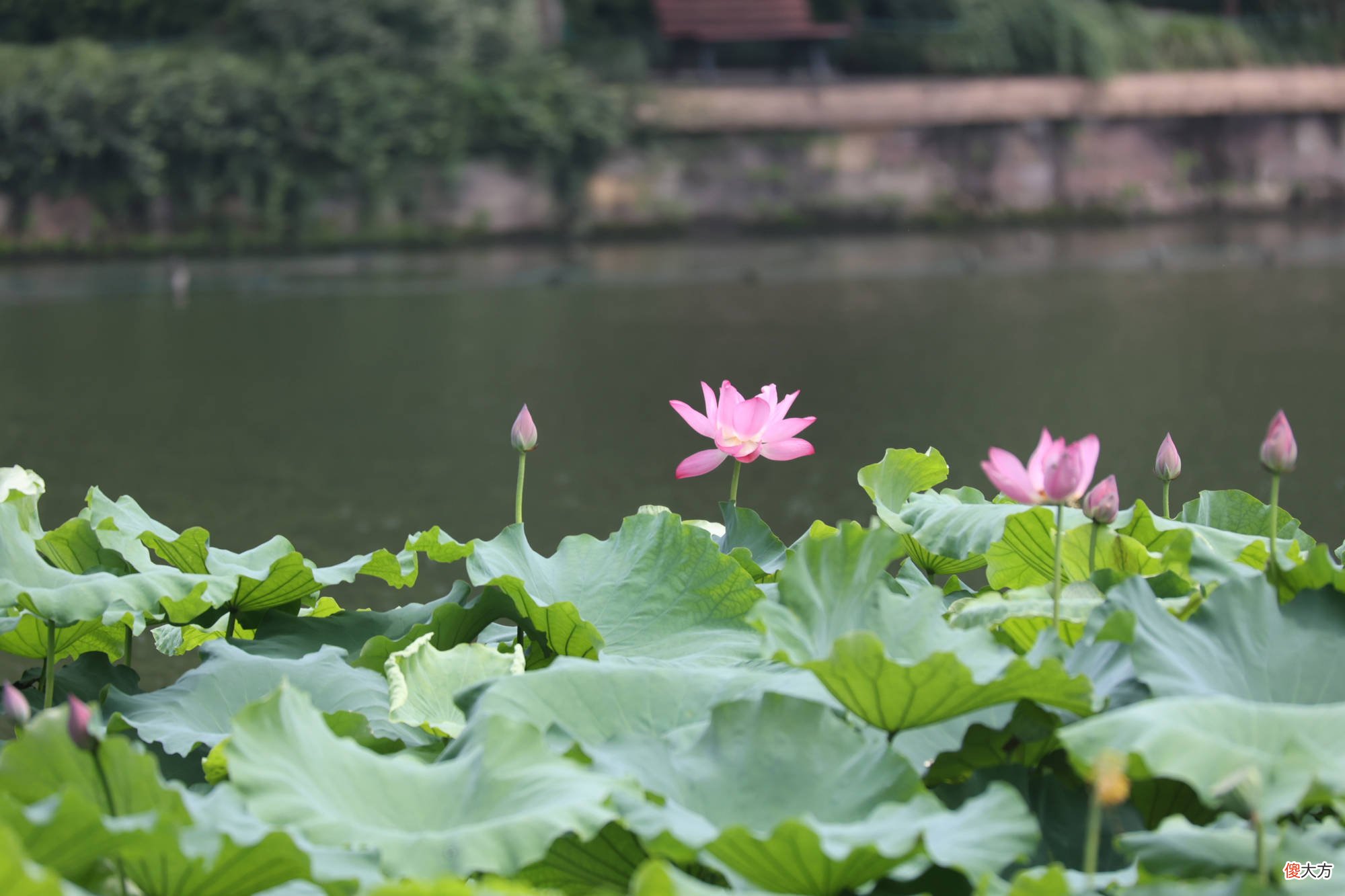 苏轼在西湖写的这首词 苏轼在西湖写的诗词