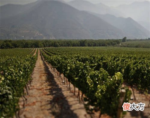 做红酒代理需要从哪里拿货 红酒代理商怎么去建立销售渠道