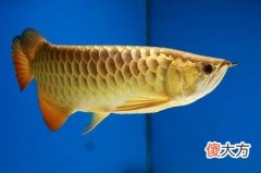 客厅摆什么能招财