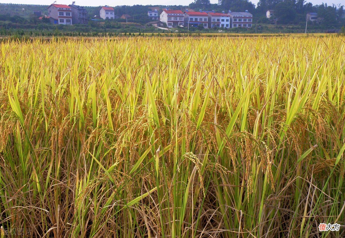籼稻种植的最高海拔是多少 水稻种植最高海拔