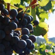 法国波尔多2015年份的葡萄酒好 波尔多葡萄酒年份排行榜