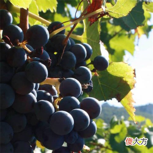 法国波尔多2015年份的葡萄酒好 波尔多葡萄酒年份排行榜
