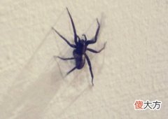 家里出现蜘蛛代表什么