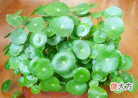 店铺放什么植物最招财