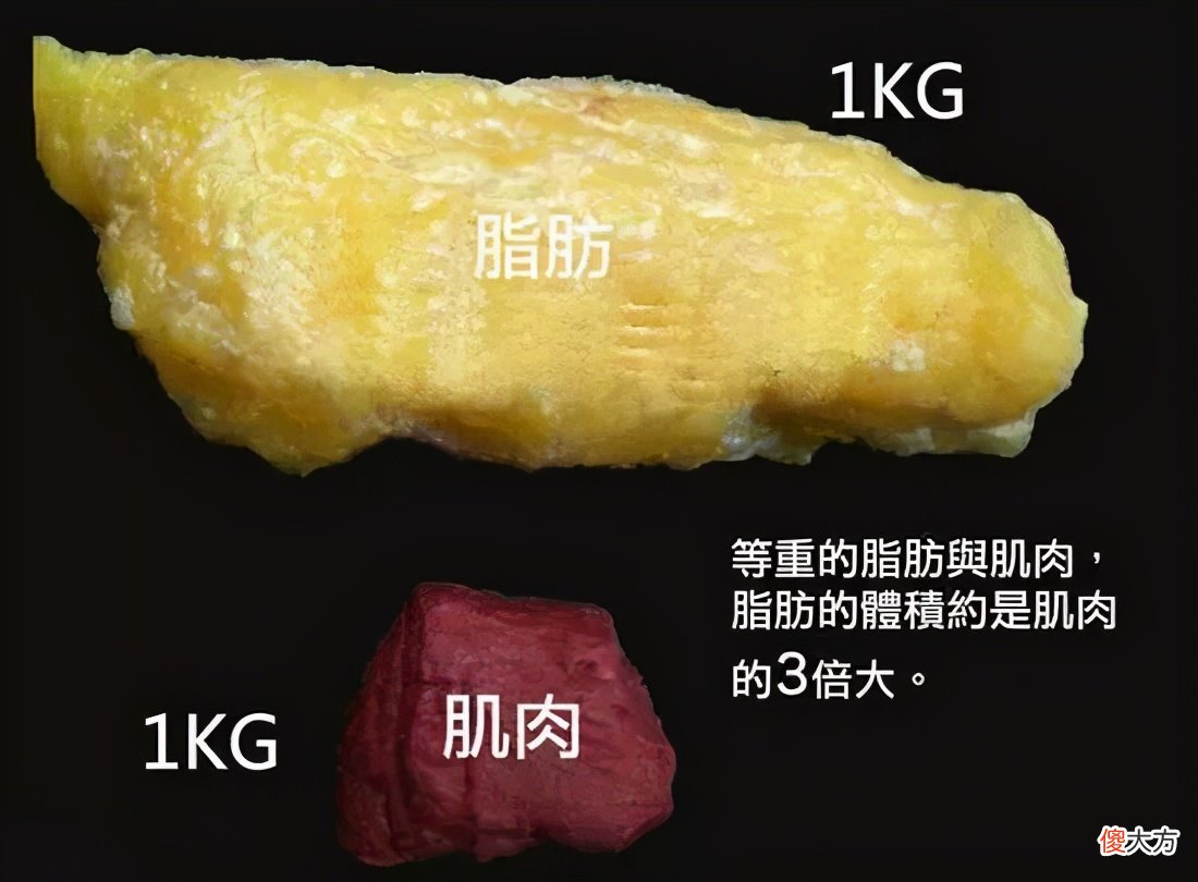 肌肉跟脂肪有什么关系 脂肪和肌肉有关系吗