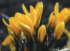【星座控】天生的狠人，这三大生肖不容挑衅，战胜了所有人，却无法战胜自己