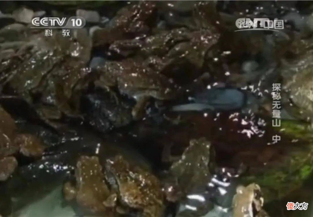 云南惊现蟾蜍之王，引来万蟾朝拜，专家：身价媲美大熊猫！