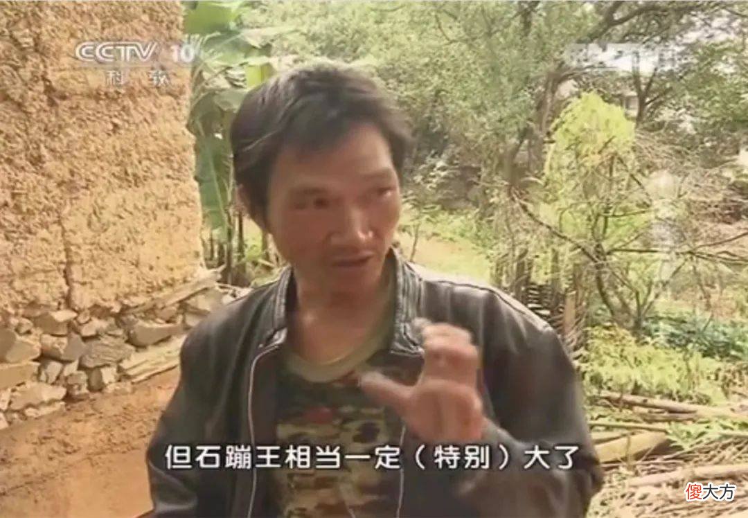 云南惊现蟾蜍之王，引来万蟾朝拜，专家：身价媲美大熊猫！