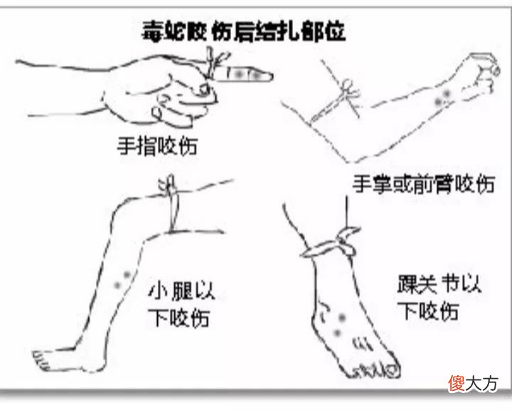 眼镜王蛇有多恐怖 眼镜王蛇有多危险