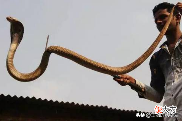 世界上最毒的眼镜蛇 世界上最毒的眼镜蛇的图片视频
