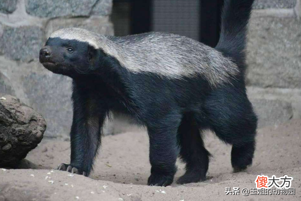 它们是否能捕食眼镜王蛇 眼镜王蛇捕食蟒蛇
