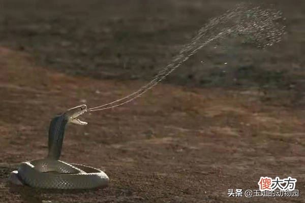 眼镜蛇都会喷毒吗 眼镜蛇会不会喷毒