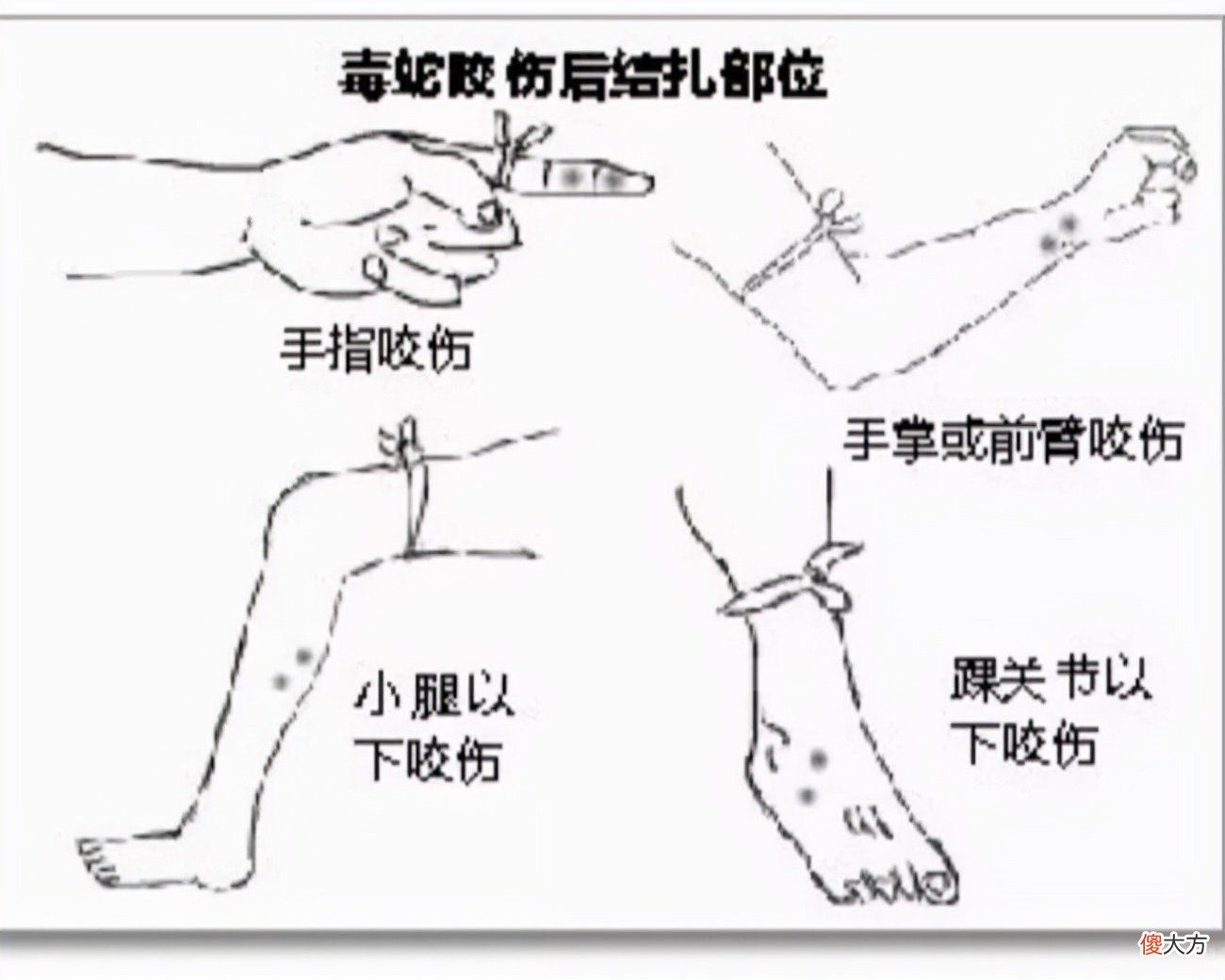 云南20多条小眼镜王蛇被放生 云南发现眼镜王蛇