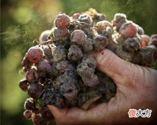 品牌红酒葡萄酒如何代理 红酒品牌代理加盟项目