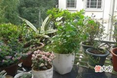 住宅植物风水摆放禁忌有哪些