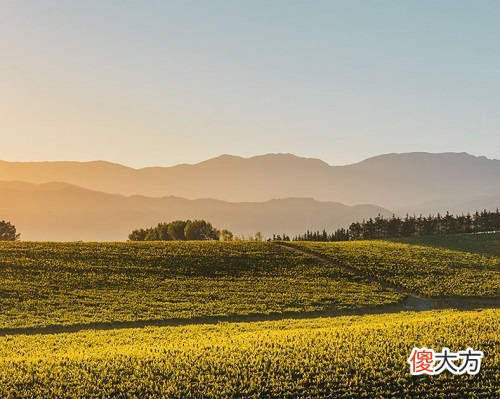 进口红酒一手批发商 红酒批发市场在哪里