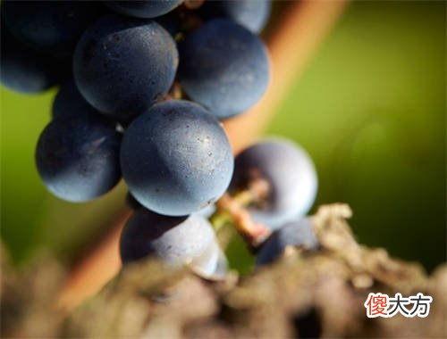 葡萄酒矿物质香气是什么香 葡萄酒三级香气是什么