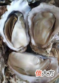 要想生蚝好吃 生蚝真好吃