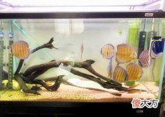 办公室养鱼的风水讲究