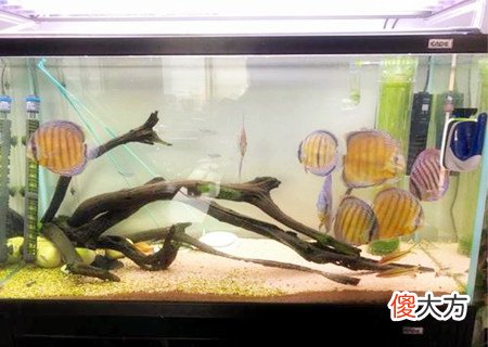 办公室养鱼的风水讲究