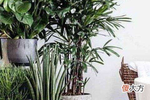 家居植物摆放禁忌有哪些