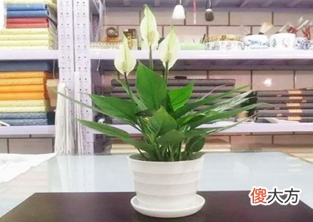 办公室养什么植物旺事业