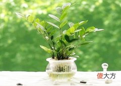 办公室养什么植物旺事业