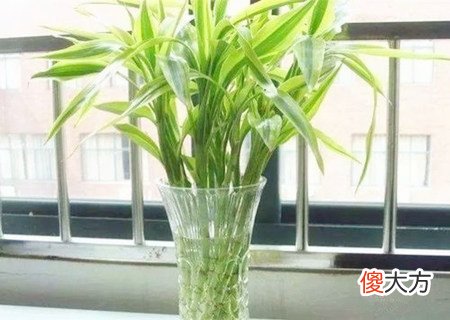 办公室养什么植物旺事业