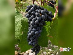 红酒店加盟品牌排行榜 加盟红酒店加盟费要多少