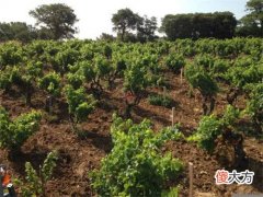 盲品葡萄酒的正确方法 葡萄酒盲品知识