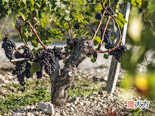 葡萄酒的储存应该平放还是倒放 家庭藏酒的正确方法