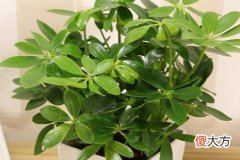哪些适合放在办公桌的招财植物