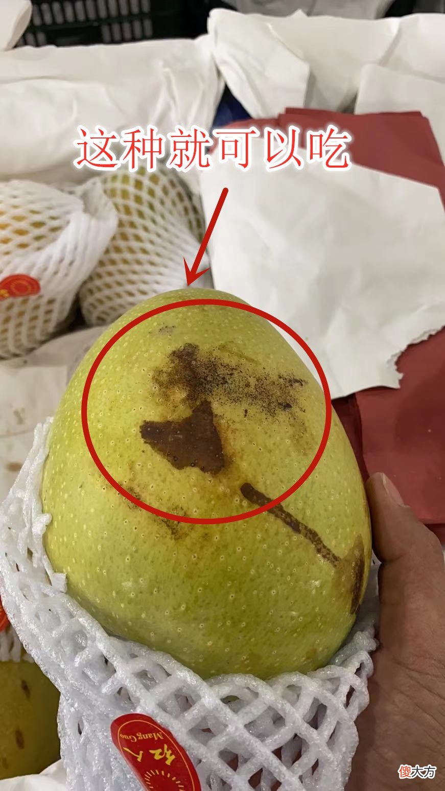 芒果到底哪个好吃 芒果中哪种芒果最好吃