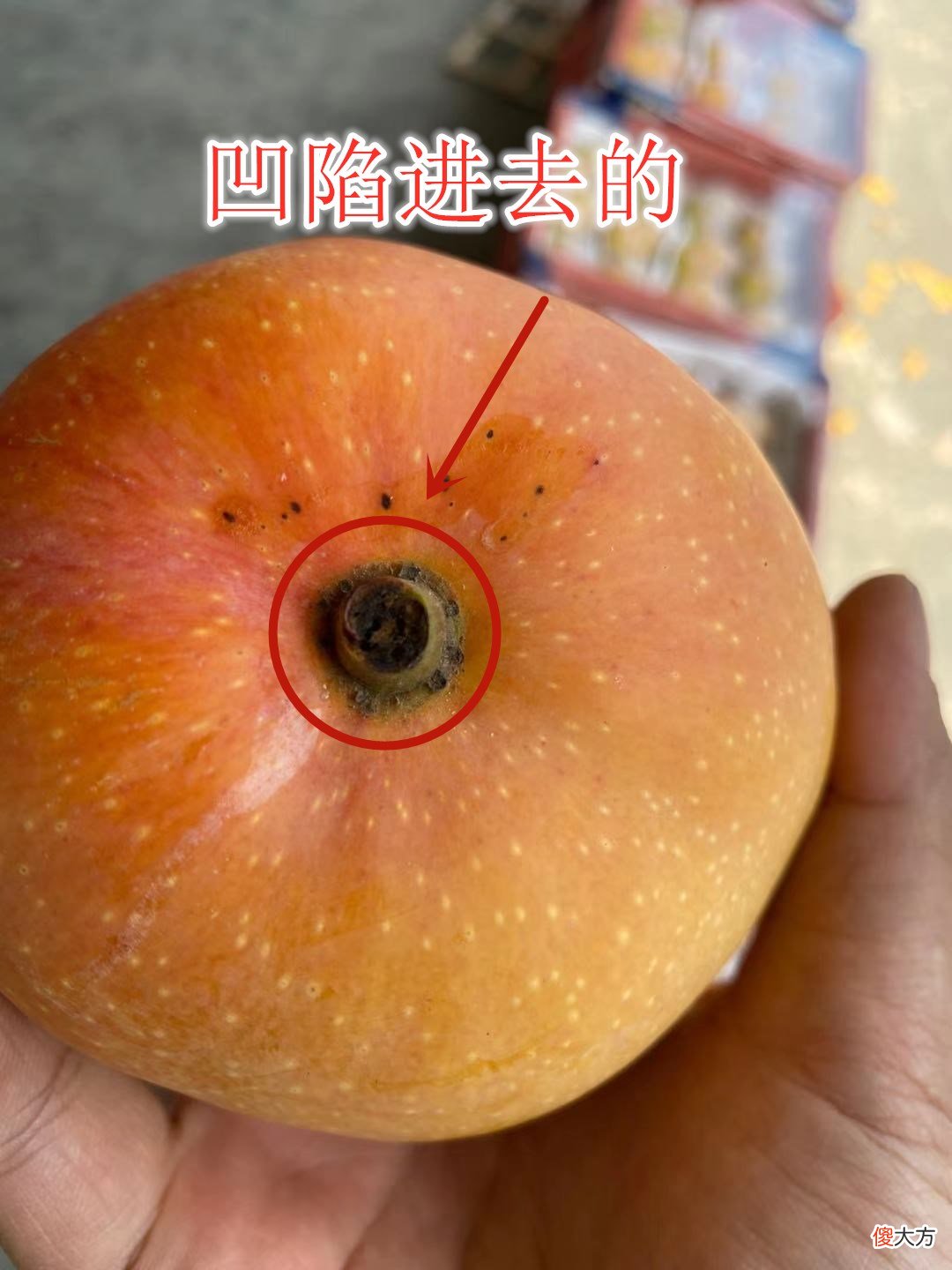 芒果到底哪个好吃 芒果中哪种芒果最好吃